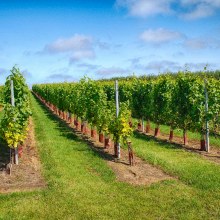 L’UE approuve pour la première fois une appellation d’origine protégée transfrontalière pour un vin